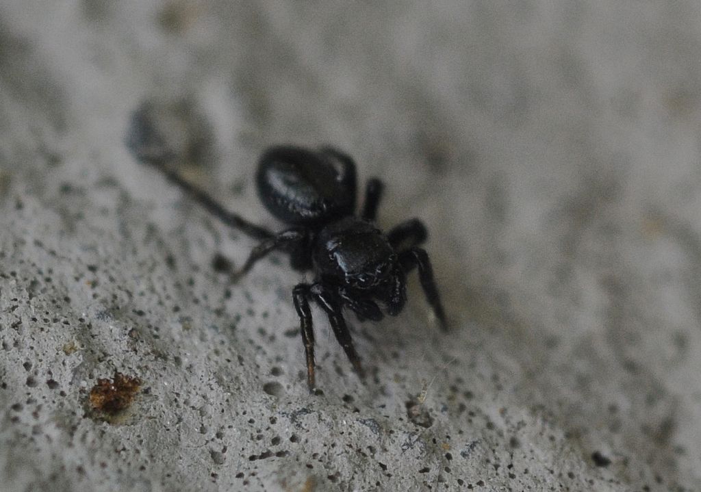 Salticidae da id (10)